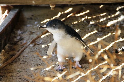 Penguin And Seal Islands Sea Kayaking Experience - Accommodation Yamba 3