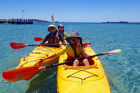 Penguin And Seal Islands Sea Kayaking Experience - Accommodation Yamba 4