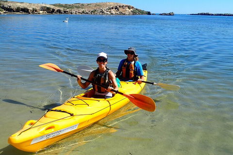 Penguin And Seal Islands Sea Kayaking Experience - Accommodation Yamba 5