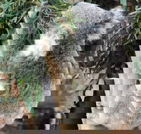 Private Blue Mountains and Wildlife Park Tour from Sydney with Barbecue Lunch - Accommodation Yamba