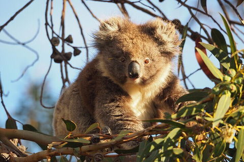 2-Hour Koala Walking Tour In Kangaroo Island - Accommodation Yamba 0