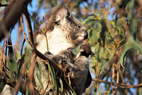 2-Hour Koala Walking Tour In Kangaroo Island - Accommodation Yamba 1