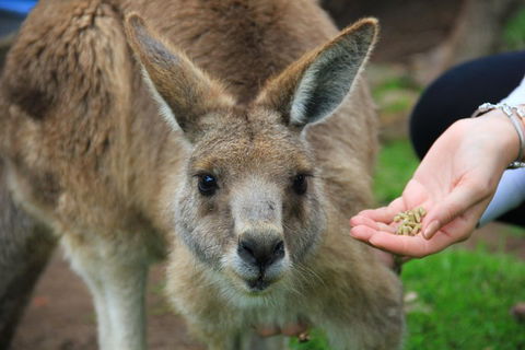 Phillip Island Penguin, Brighton Beach, Moonlit Sanctuary From Melbourne - Accommodation Yamba 1