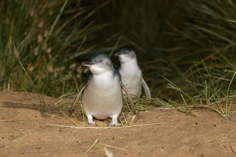 Phillip Island Penguin, Brighton Beach, Moonlit Sanctuary From Melbourne - Accommodation Yamba 2