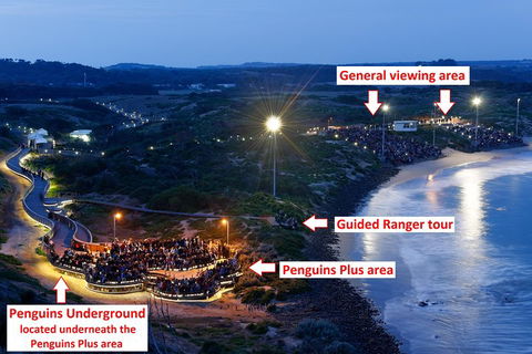 Phillip Island Penguin, Brighton Beach, Moonlit Sanctuary From Melbourne - Accommodation Yamba 4