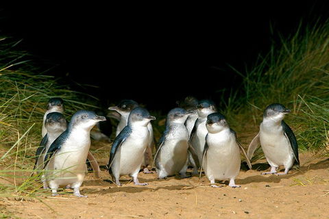 Phillip Island Penguin, Brighton Beach, Moonlit Sanctuary From Melbourne - Accommodation Yamba 5