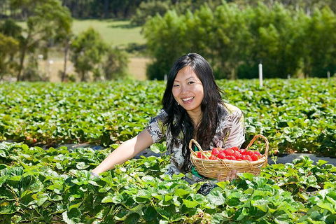 Peninsula Hot Springs Tour With Restaurant Lunch & Gondola Ride - Accommodation Yamba 5