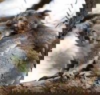 Great Ocean Road Sunset Tour from Melbourne - Accommodation Yamba