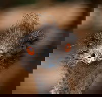Currumbin Wildlife Sanctuary General Entry Ticket - Accommodation Yamba