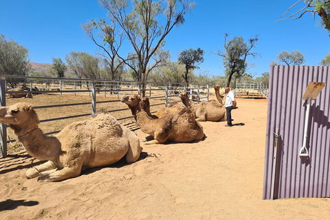 West MacDonnell Ranges Half-Day Small-Group Tour With Camel Ride - Accommodation Yamba 0