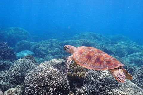 Calypso Outer Great Barrier Reef Cruise From Port Douglas - Accommodation Yamba 2