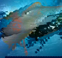 Great Barrier Reef Snorkeling and Diving Cruise from Cairns - Accommodation Yamba