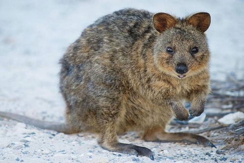 Perth To Rottnest Island Roundtrip Ferry Ticket - Accommodation Yamba 3
