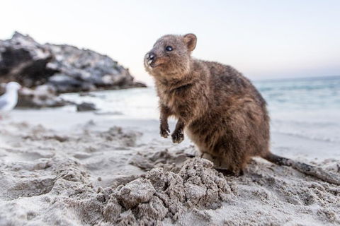 Perth To Rottnest Island Roundtrip Ferry Ticket - Accommodation Yamba 5