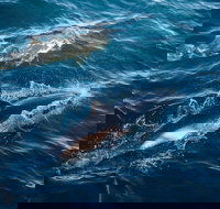 Sydney Whale-Watching Cruise - Accommodation Yamba