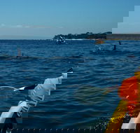 Mornington Peninsula Kayak Coastline Tour of Dolphin Sanctuary - Accommodation Yamba
