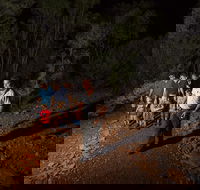 Alice Springs Desert Park Nocturnal Tour - Accommodation Yamba