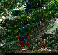 Full Day Daintree Rainforest and Mossman Gorge Tour - Accommodation Yamba