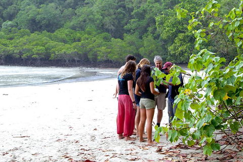 Full Day Daintree Rainforest And Mossman Gorge Tour - Accommodation Yamba 2