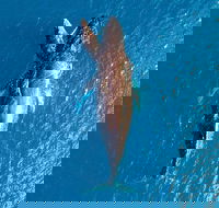 Buccaneer Explorer - Accommodation Yamba