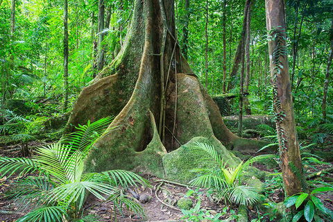 Mossman Gorge Adventure Day - Accommodation Yamba 4