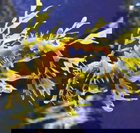 SEA LIFE Melbourne Aquarium Admission Ticket - Accommodation Yamba