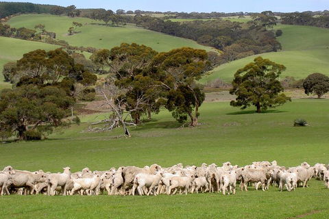 Kangaroo Island Luxury Small Group 'Island Life' Full Day Tour - Accommodation Yamba 1