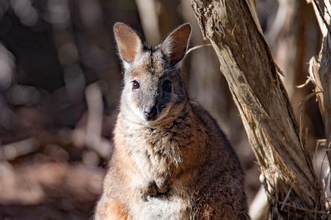 Kangaroo Island Luxury Small Group 'Island Life' Full Day Tour - Accommodation Yamba 3