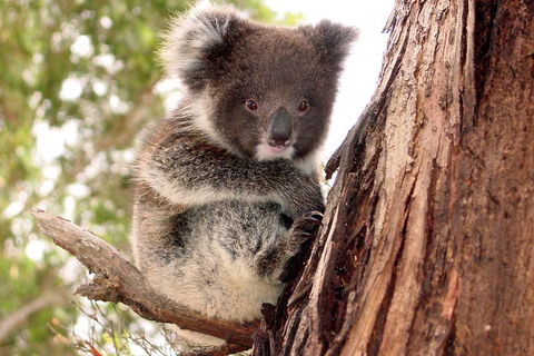Kangaroo Island Luxury Small Group 'Island Life' Full Day Tour - Accommodation Yamba 4