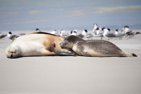 Kangaroo Island Luxury Small Group 'Island Life' Full Day Tour - Accommodation Yamba 5