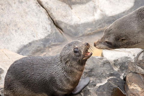 Kangaroo Island Luxury Small Group 'Flinders Chase Focus' Full Day Tour - Accommodation Yamba 2