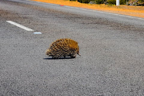 Kangaroo Island Luxury Small Group 'Flinders Chase Focus' Full Day Tour - Accommodation Yamba 3