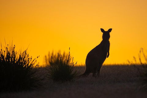 Kangaroo Island Luxury Small Group 'Flinders Chase Focus' Full Day Tour - Accommodation Yamba 5