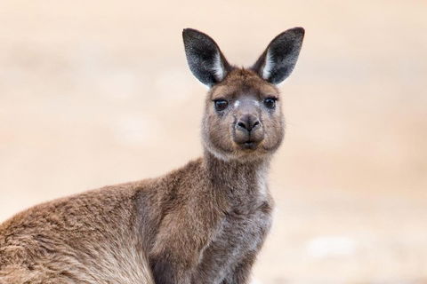 Kangaroo Island Luxury Small Group 'East End Explorer' Full Day Tour - Accommodation Yamba 1