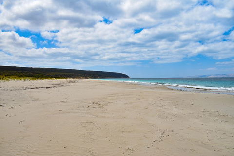 Kangaroo Island Luxury Small Group 'East End Explorer' Full Day Tour - Accommodation Yamba 3