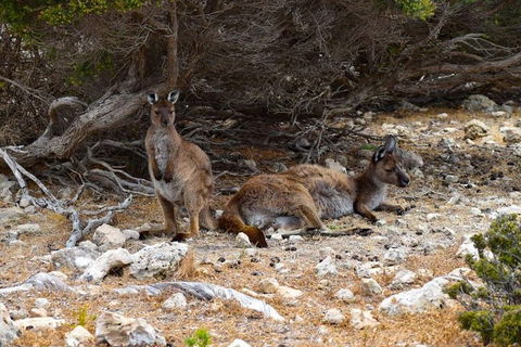 Kangaroo Island Luxury Small Group 'East End Explorer' Full Day Tour - Accommodation Yamba 4