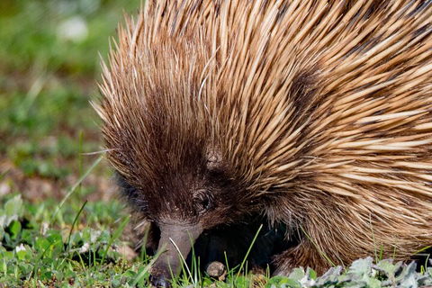Kangaroo Island Luxury Small Group 'East End Explorer' Full Day Tour - Accommodation Yamba 5