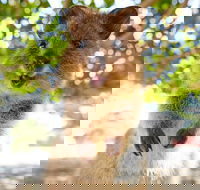 Discover Rottnest with Ferry  Bus Tour from Perth or Fremantle - Accommodation Yamba