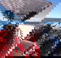 Adventure Rottnest Tour with Ferry  Adventure Cruise from Perth or Fremantle - Accommodation Yamba