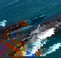 AOC Whale Watching from Broome - Accommodation Yamba