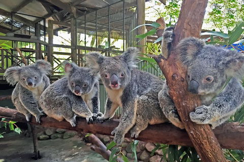 Best Of Kuranda Including Skyrail, Kuranda Scenic Railway And Rainforestation - Accommodation Yamba 4