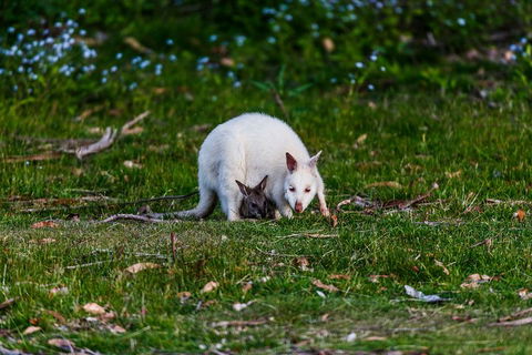 Bruny Island Traveller - Gourmet Tasting And Sightseeing Day Trip From Hobart - Accommodation Yamba 3