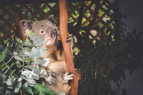 Small-Group Blue Mountains Day Trip From Sydney With Wildlife Park - Accommodation Yamba 2