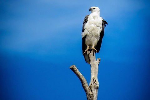 Kangaroo Island 75-Minute Ocean Safari - Accommodation Yamba 0