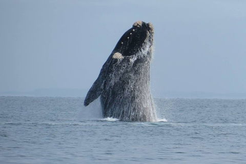 Kangaroo Island 75-Minute Ocean Safari - Accommodation Yamba 2