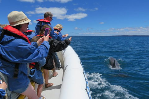 Kangaroo Island 75-Minute Ocean Safari - Accommodation Yamba 3