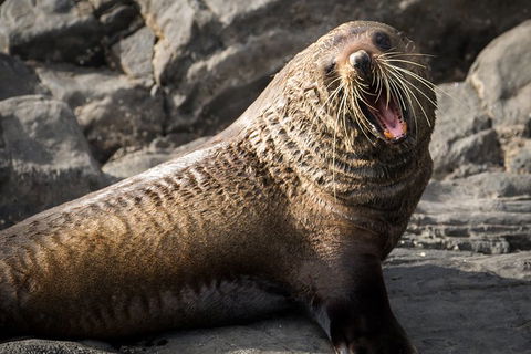 Kangaroo Island 75-Minute Ocean Safari - Accommodation Yamba 5