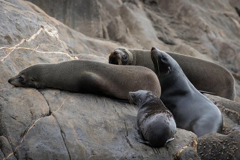 Kangaroo Island Ocean Safari - Snorkeling Safari - Accommodation Yamba 0