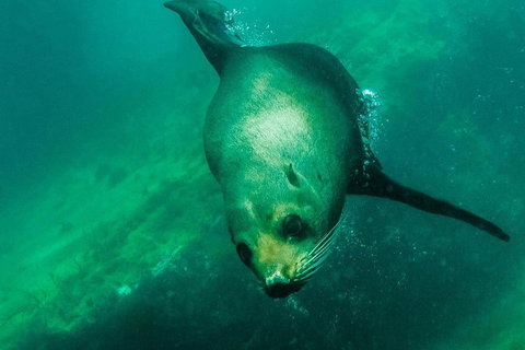 Kangaroo Island Ocean Safari - Snorkeling Safari - Accommodation Yamba 1