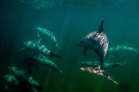 Kangaroo Island Ocean Safari - Snorkeling Safari - Accommodation Yamba 2